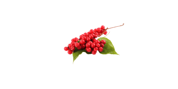 Schizandra Berry