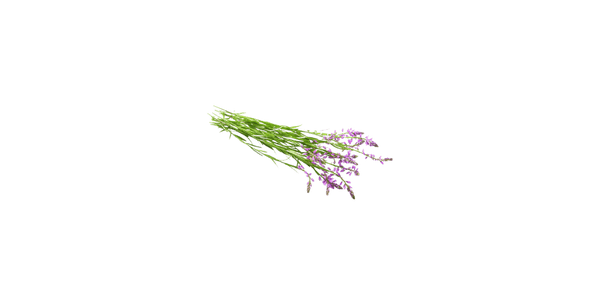 Polygala Root