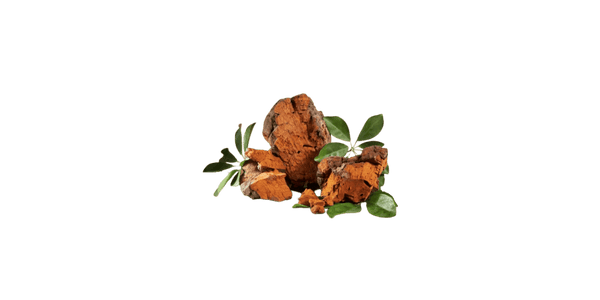 Chaga Mushroom