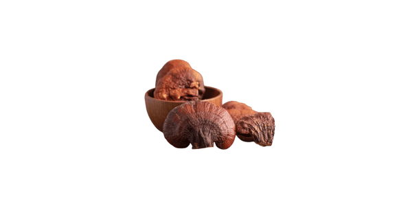Reishi Mushroom