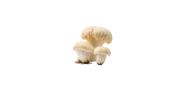 Lion’s Mane Mushroom
