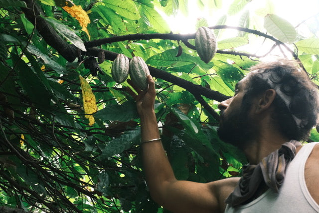Third Eye Cacao founder reaching into the canopy for a ripening cacao pod, Guatemala
