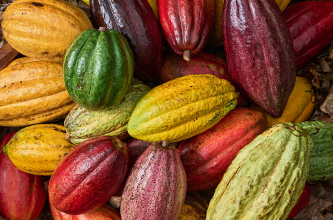 Single Origin Cacao Club - 3rd Eye Cacao 