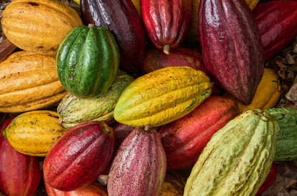 Single Origin Cacao Club - 3rd Eye Cacao 